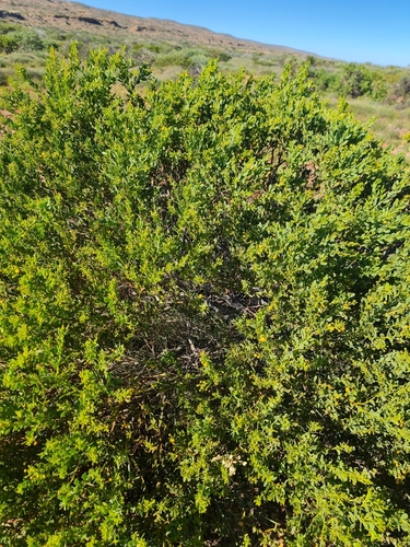 Image of Acacia bivenosa by (c) Belinda Forbes, some rights reserved (CC BY)