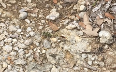 Arigomphus submedianus