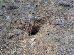 Marmota
