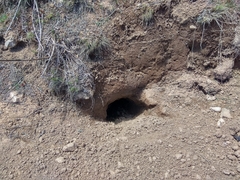 Marmota