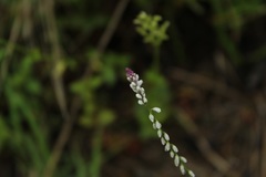 Polygala paniculata