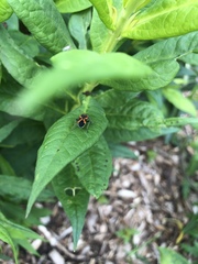 Lygaeus kalmii angustomarginatus