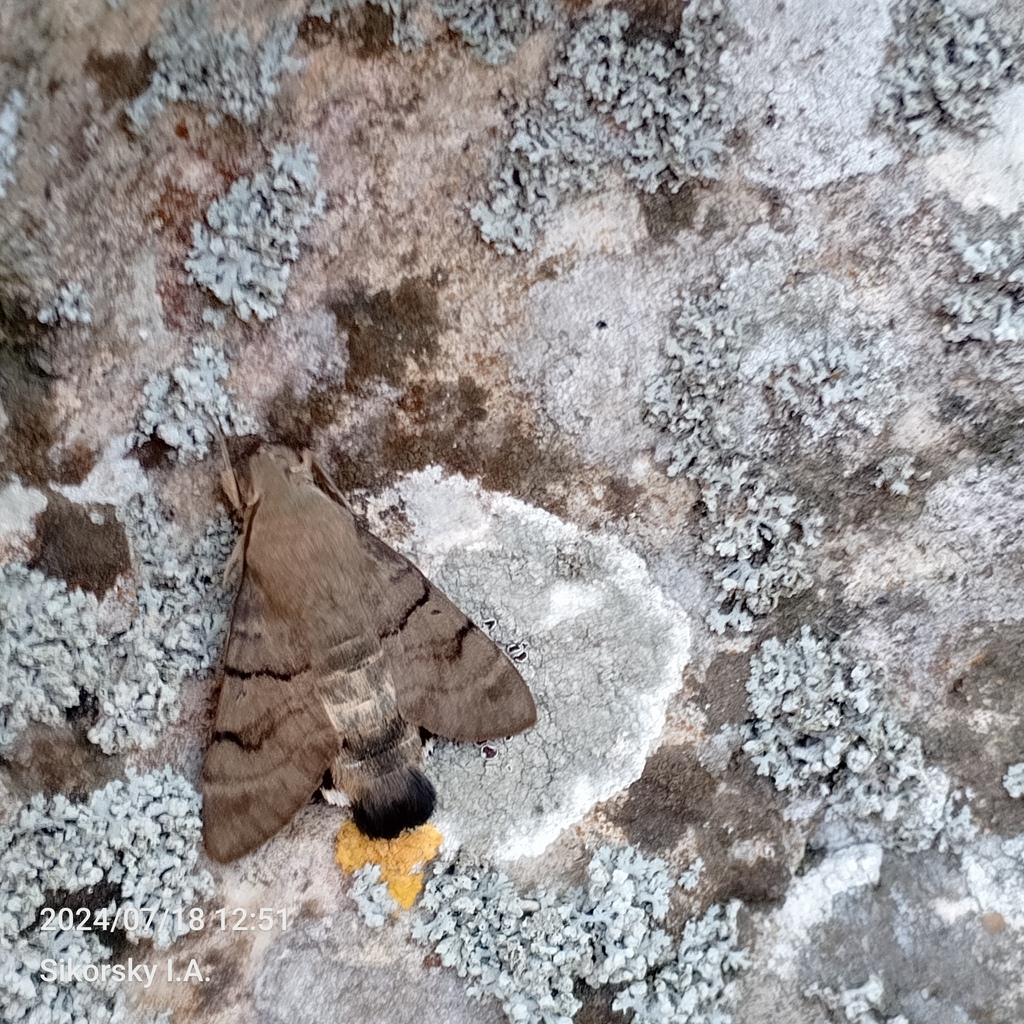Eurasian Hummingbird Hawkmoth from Опукский заповедник, Крым on July 18 ...