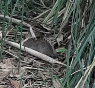 West Mexican Cotton Rat (Sigmodon mascotensis)