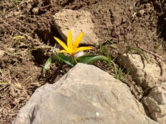 Colchicum luteum