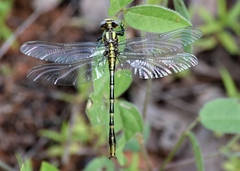 Phanogomphus militaris