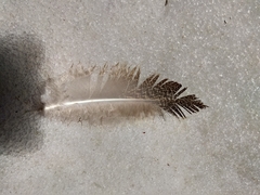 Tetraogallus himalayensis