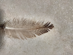 Tetraogallus himalayensis