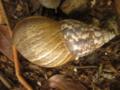Lissachatina fulica