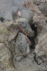 Septifer bilocularis