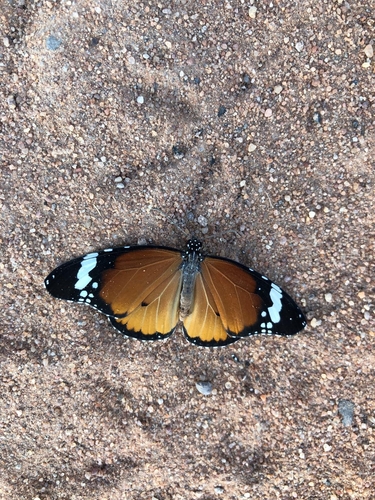 African Plain Tiger