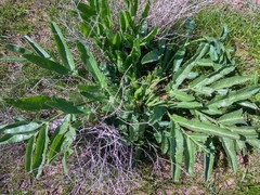 Ferula
