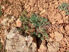 Thalictrum isopyroides