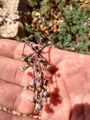Image of Thalictrum isopyroides by (c) Maxim Shashkov, some rights reserved (CC BY)