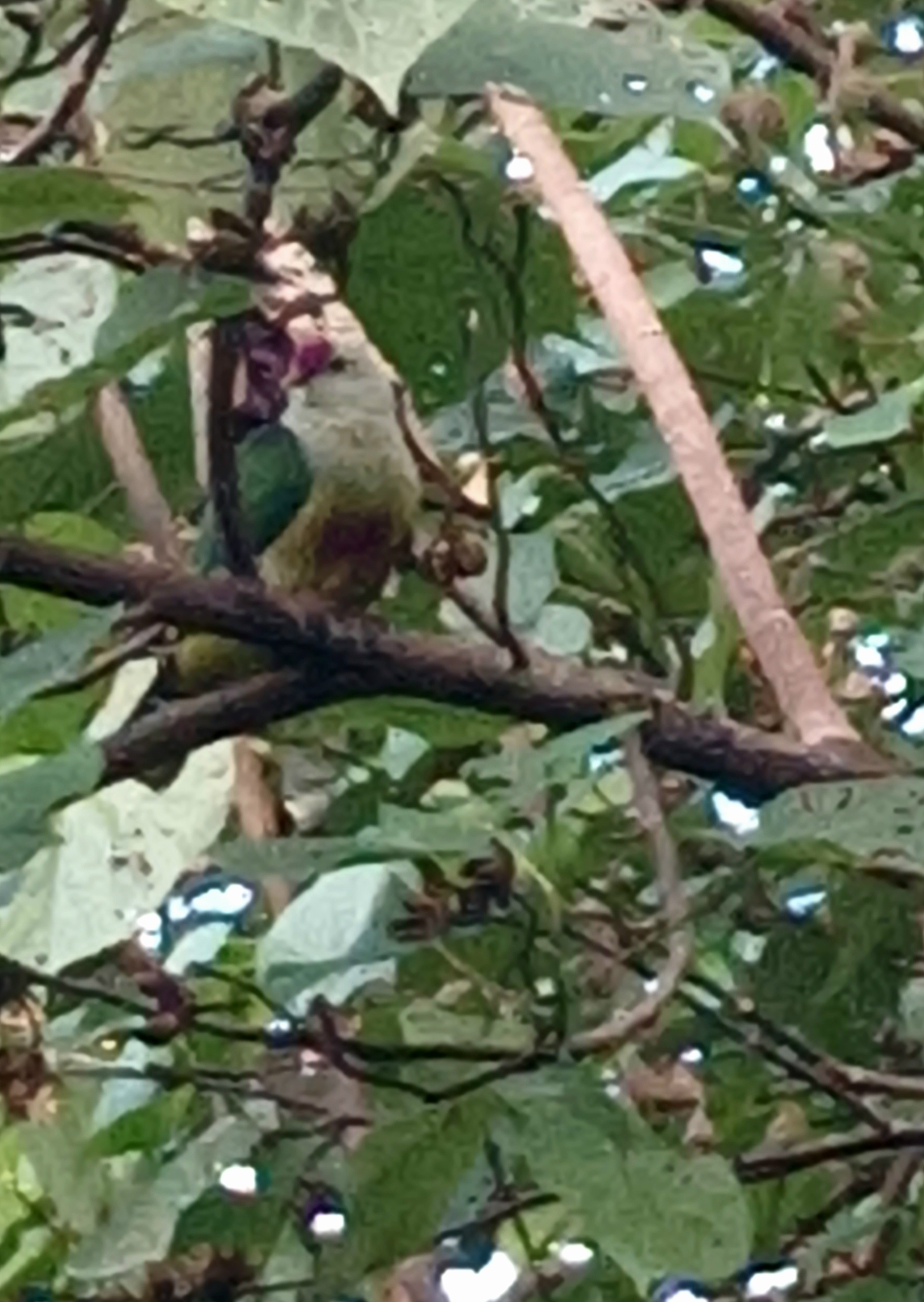 Lilac-crowned Fruit Dove (Ptilinopus rarotongensis), photo 5
