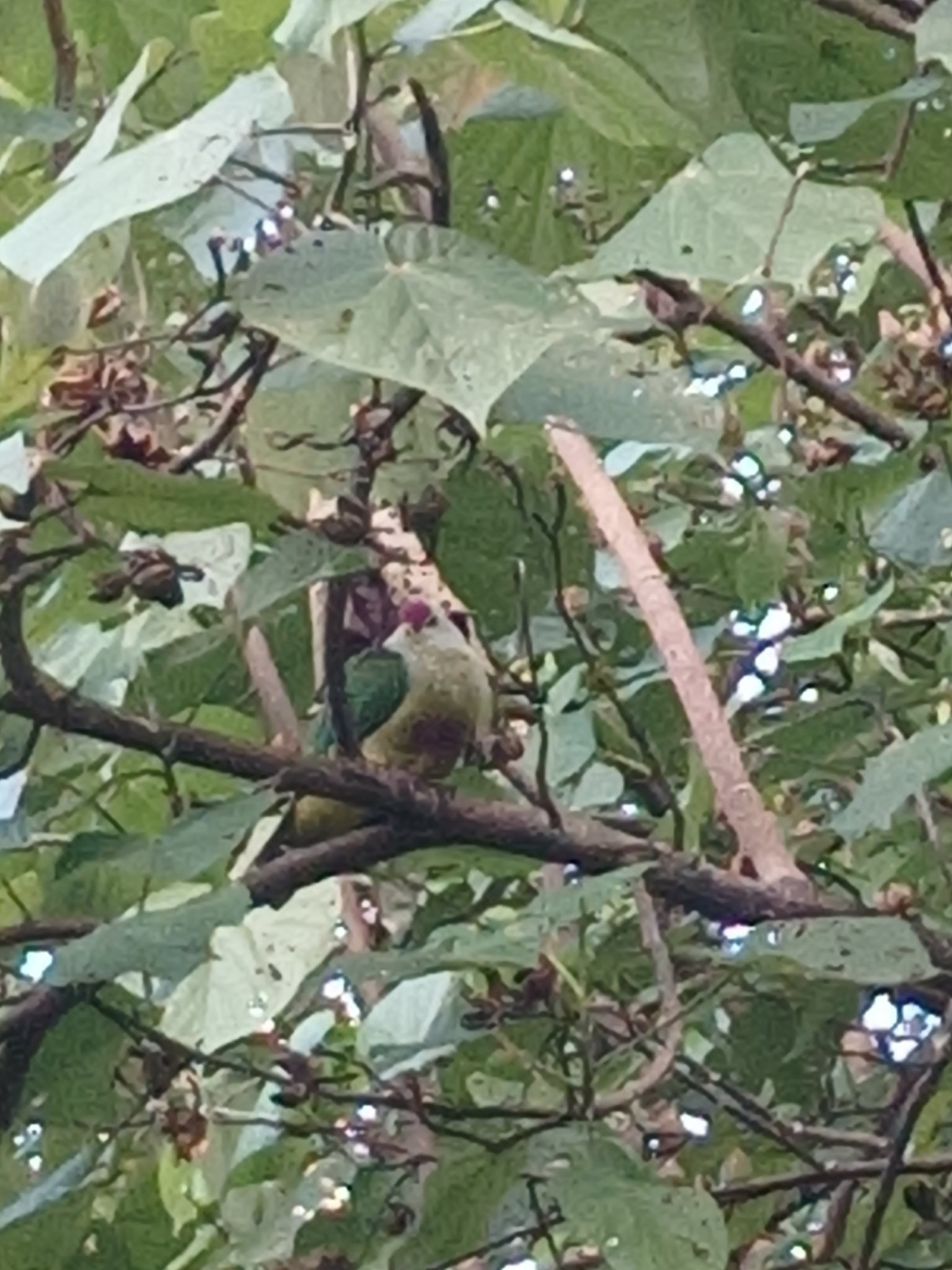 Lilac-crowned Fruit Dove (Ptilinopus rarotongensis), photo 6