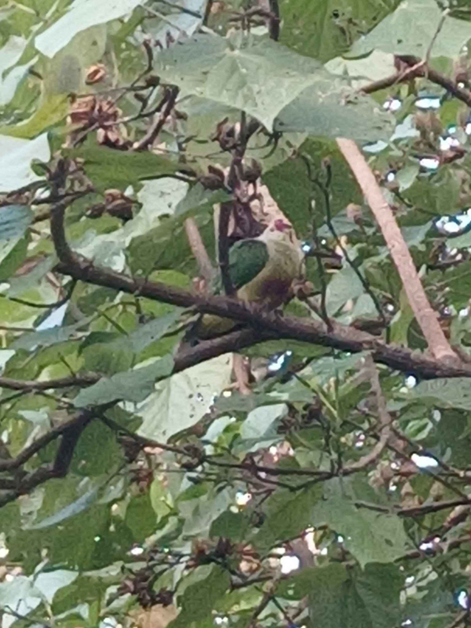 Lilac-crowned Fruit Dove (Ptilinopus rarotongensis), photo 7