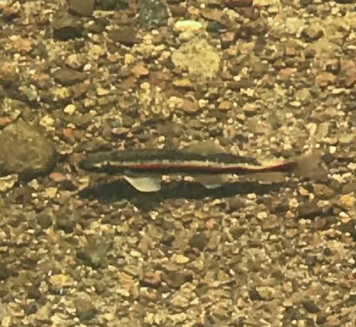 Rio Grande Sucker (Catostomus Plebeius) · INaturalist