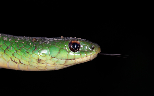 Jaeger's Ground Snake, Erythrolamprus jaegeri