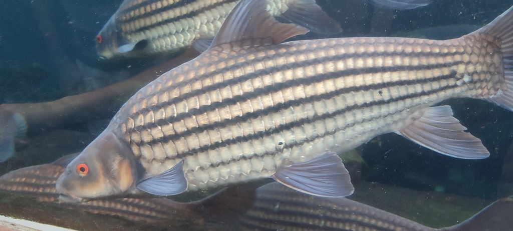 Ikan Temoleh