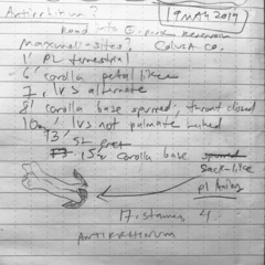 Sairocarpus subcordatus