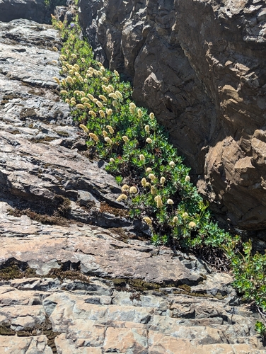 Image of Petrophytum hendersonii by (c) John A Haskins, some rights reserved (CC BY)