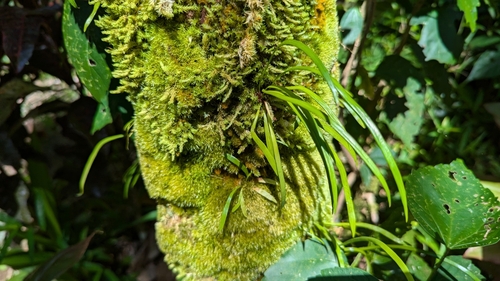 Image of Haplopteris elongata by no rights reserved