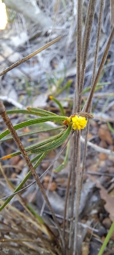Image of Acacia bynoeana by (c) Liam southwell, some rights reserved (CC BY)