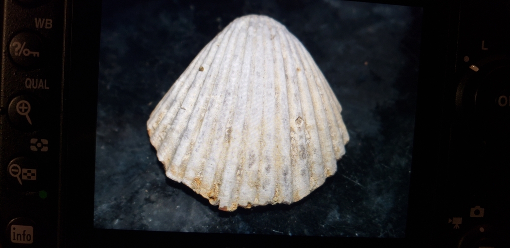 Neitheidae