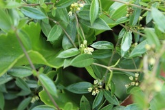 Scyphostelma