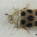 Attagenus pardus - Photo (c) 
NHM Beetles and Bugs, μερικά δικαιώματα διατηρούνται (CC BY)