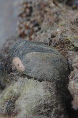 Septifer bilocularis
