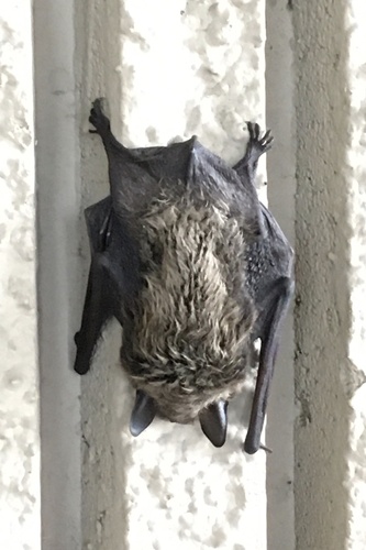Little Brown Bat photographed in Colorado