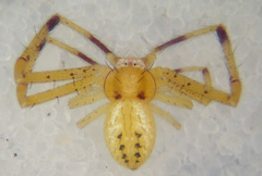 Mecaphesa rothi