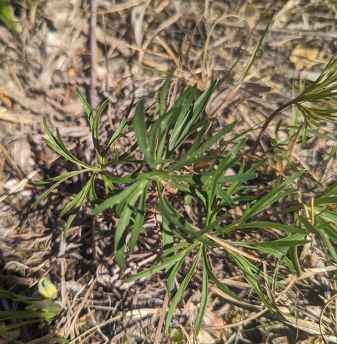 Image of Delphinium treleasei by (c) Caleb Catto, some rights reserved (CC BY)