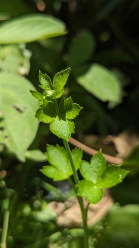 Image of Ranunculus japonicus by (c) Cheng-Te Hsu, some rights reserved (CC BY)