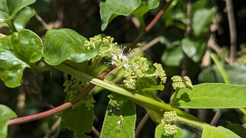 Image of Callicarpa pilosissima by (c) Cheng-Te Hsu, some rights reserved (CC BY)