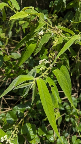 Image of Callicarpa pilosissima by (c) Cheng-Te Hsu, some rights reserved (CC BY)