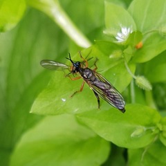 Dioctria rufipes