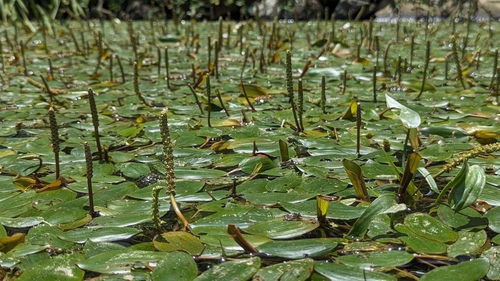 Potamogeton distinctus, photograph 5