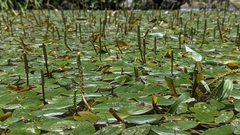 Potamogeton distinctus, photograph (c) Cheng-Te Hsu, some rights reserved (CC BY)