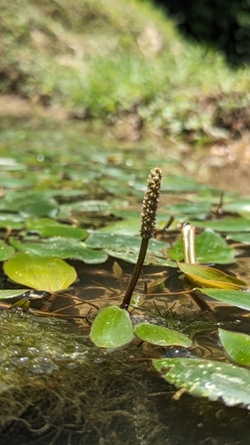 Potamogeton distinctus, photograph 6