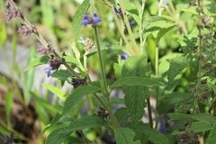 Salvia bogotensis