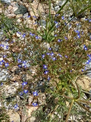 Veronica capillipes