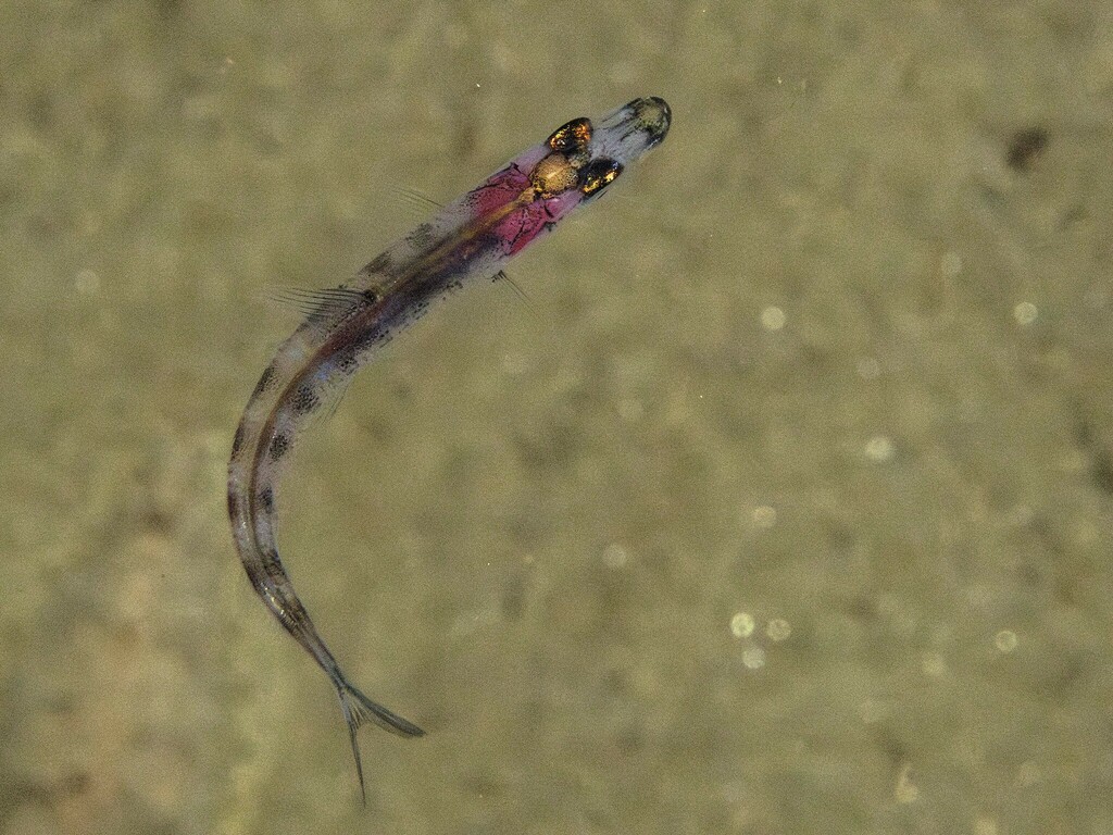 Pacifische zilversmelt (Argentina sialis) — Argentinidae