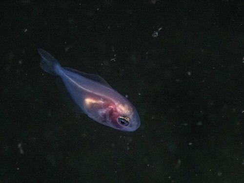 Brown rudderfish (Icichthys lockingtoni) — Centrolophidae — 5