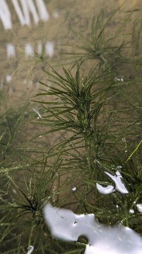 rice-field water-nymph (Najas graminea)