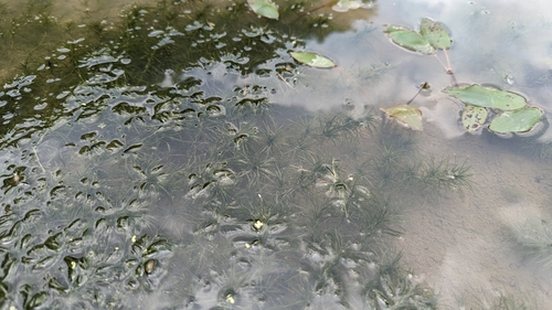 Image of Najas graminea by (c) Cheng-Te Hsu, some rights reserved (CC BY)