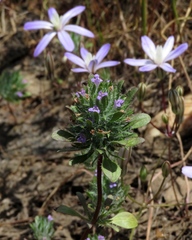 Pogogyne zizyphoroides