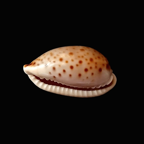 Spotted Cowrie